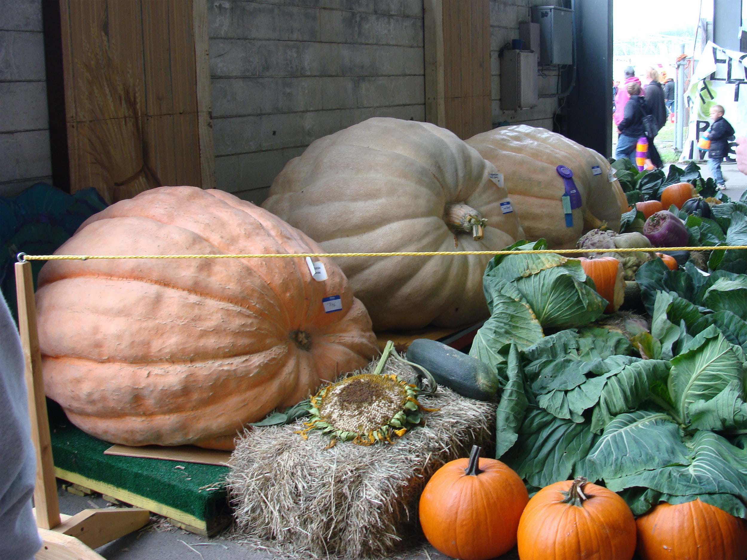 Last Frontier Magazine Pumpkins
